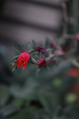 Crassulaceae14 100pp.jpg