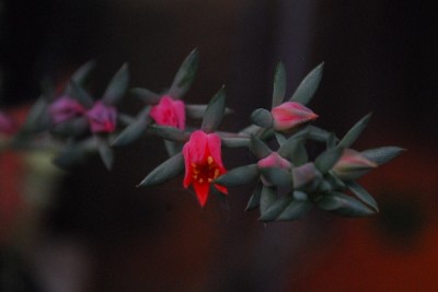 Crassulaceae14 101pp.jpg