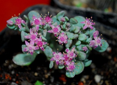 Crassulaceae14 091pp.jpg