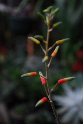 Crassulaceae14 097pp.jpg
