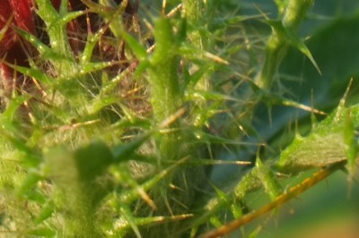 DSCF9714.jpg