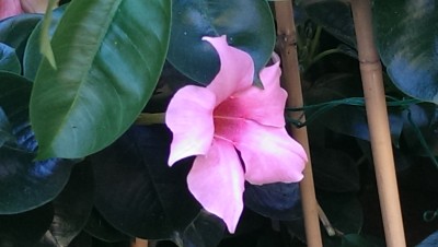 IMAG0174.jpg