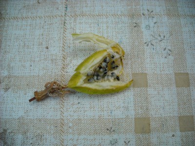 DSCN2593.JPG