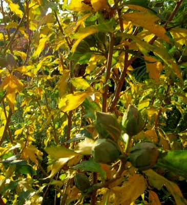 Herbst 2014.jpg