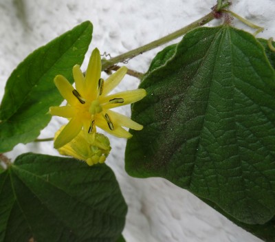 Passi Citrina.JPG