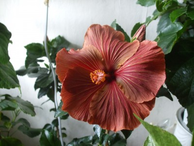 Chocolade delight.JPG