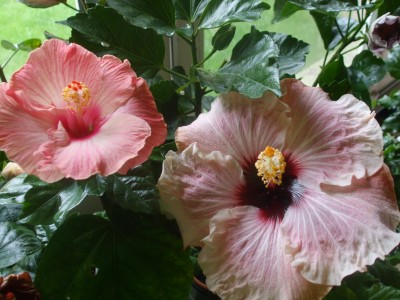 Key Lime Pie &amp; My Way.JPG