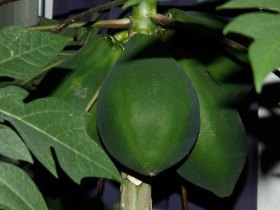 140908_carica_papaya.jpg