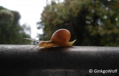 Tiere_14_09_14_Schnecke_aufZehenspitzen.JPG