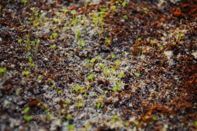 Crassulaceae14 104pp.jpg