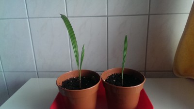 IMAG0129.jpg