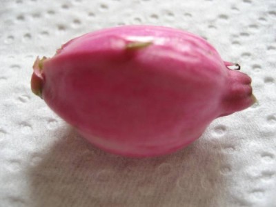Epifrucht.JPG
