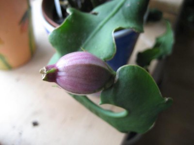 Epi Guatemalense f. Monstrosa.JPG
