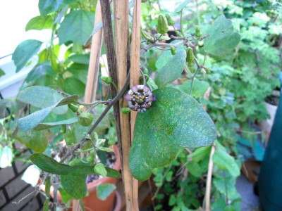 DSCN2653.JPG