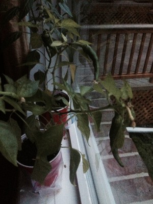 photo 110.JPG
