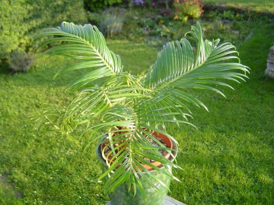 Cycas.jpg