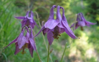 blumenwieseakeleijuni06.jpg