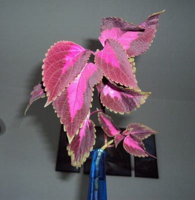 DSC01416.JPG