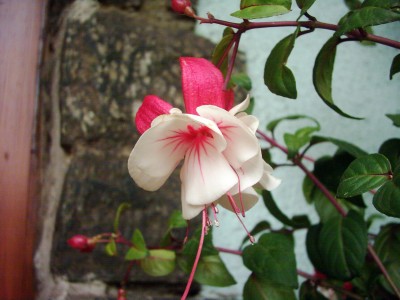 gefüllte Fuchsie.JPG