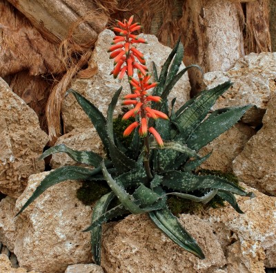 Aloe prostrata 2381-1 (1).jpg