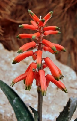 Aloe prostrata 2381-1 (2).jpg