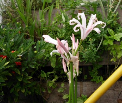 Nerine bowdenii.JPG