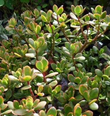 Crassula.JPG
