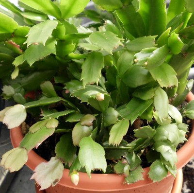 Schlumbergera.JPG