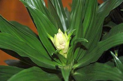 Drachenbaum 5klein.jpg