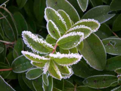 Johanneskraut klein.jpg