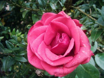 Rose (2).JPG