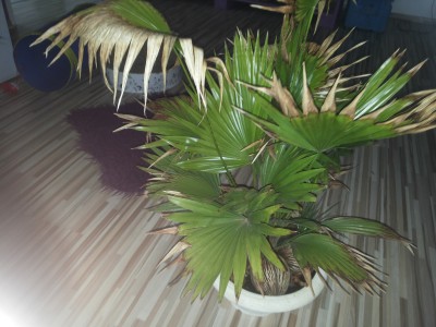 Palme.jpg