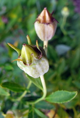 Gartenstaude (3).JPG