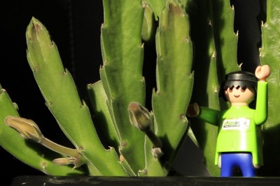 Stapelia Blütenansatz am 12.10.2014.jpg