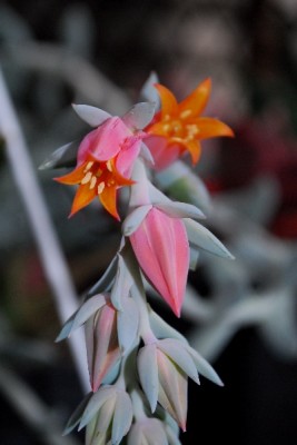 Crassulaceae14 115pp.jpg