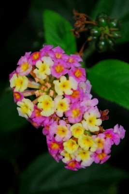 Crassulaceae14 117pp.jpg