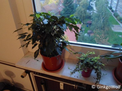 Ficus_2014_10_17.JPG