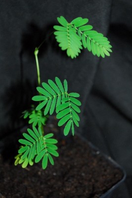 Mimose 003pp.jpg