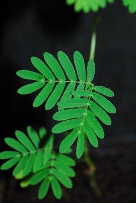 Mimose 004pp.jpg