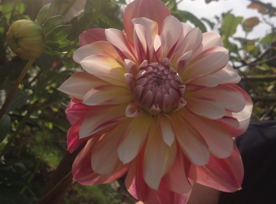 Caribbean fantasy.jpg