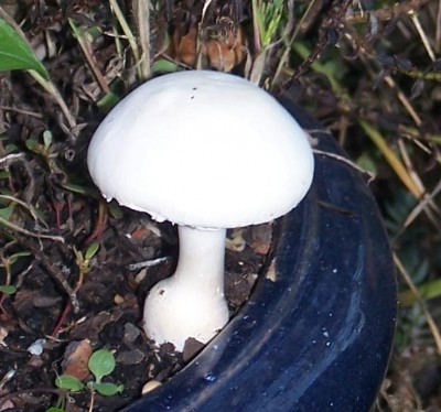 2014-10-19 006b.jpg
