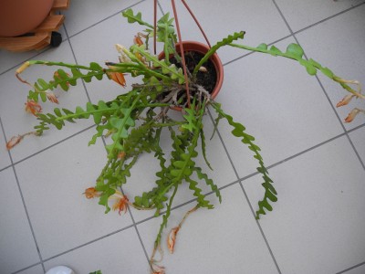DSCN3340-k.jpg