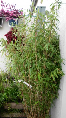 Fragesia murieliae Schwarzgrün.JPG