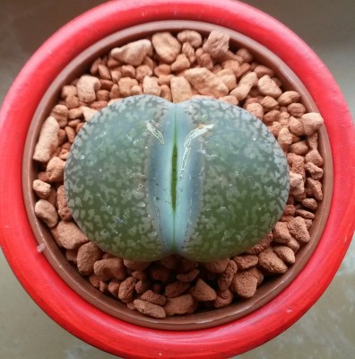 Lithops.jpg