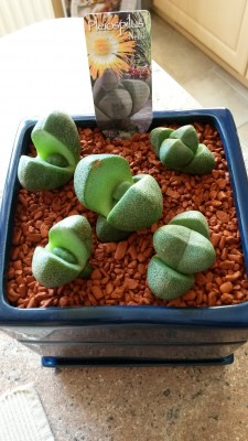 Pleiospilos nelii.jpg