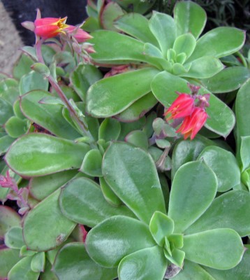 Echeveria (1).JPG