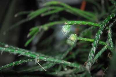 rhipsalis14 021pp.jpg