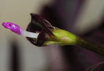 DSC_0595_Tradescantia.jpg
