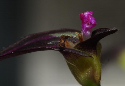 DSC_0596_Tradescantia.jpg