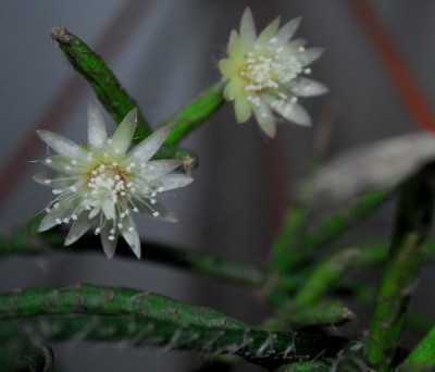 rhipsalis14 026pp.jpg